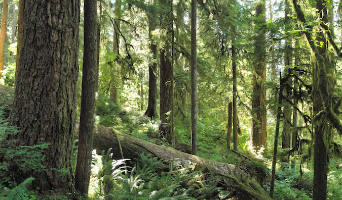 Forest_on_Olympic_National_Park_Three_Lakes_Trail-1