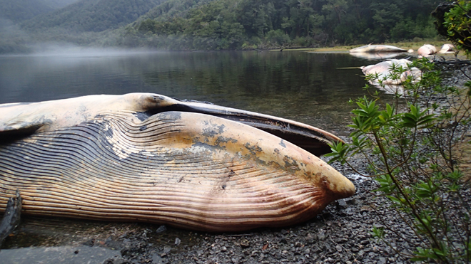 This April 21, 2015 photo released by Vreni Haussermann shows sei whales beached on the southern coast of Gulf of Penas, Chile. About 20 whales have been found beached along Chile's southern coastline and officials say they are trying to determine what caused them to wind up on the beach. The International Union for Conservation of Natures lists the sei as an endangered species. (Vreni Haussermann, Huinay Scientific Field Station via AP)