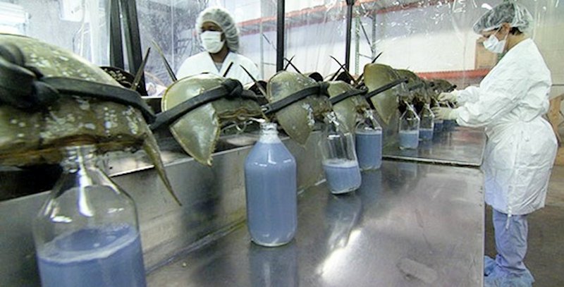 horseshoe-crabs-being-milked-of-blood