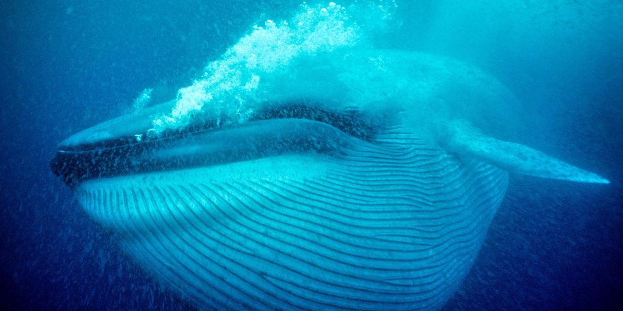 How Big Blue Whales